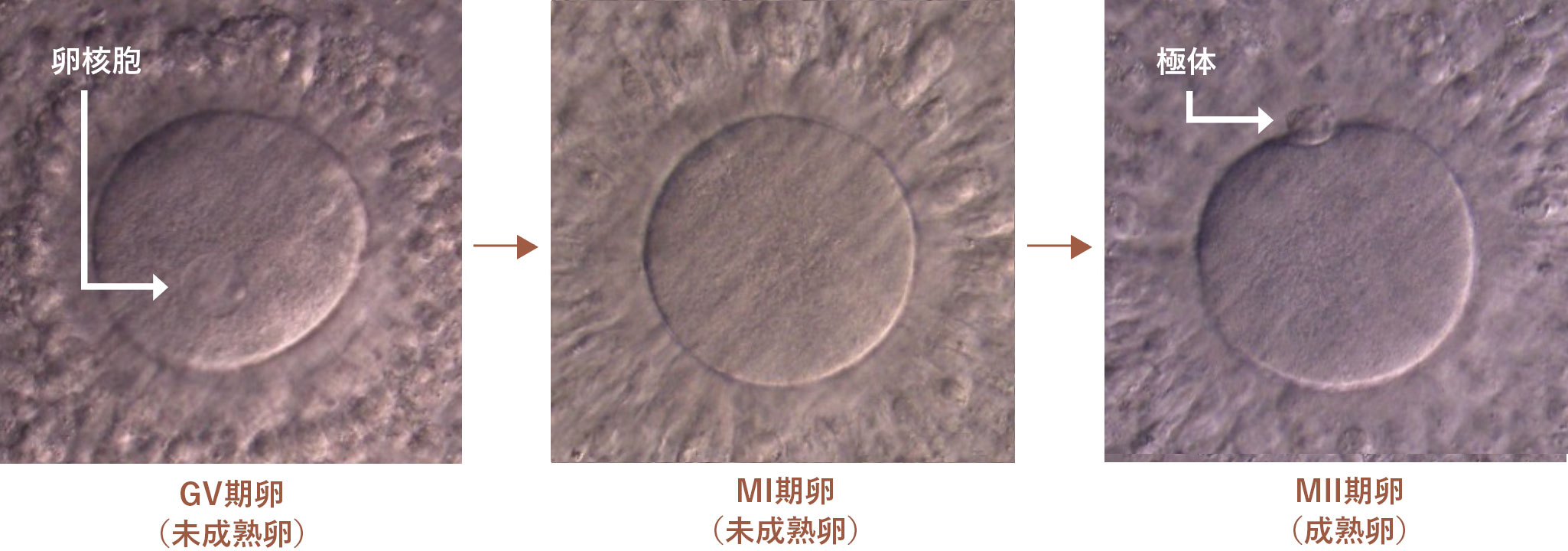 図：成熟確認