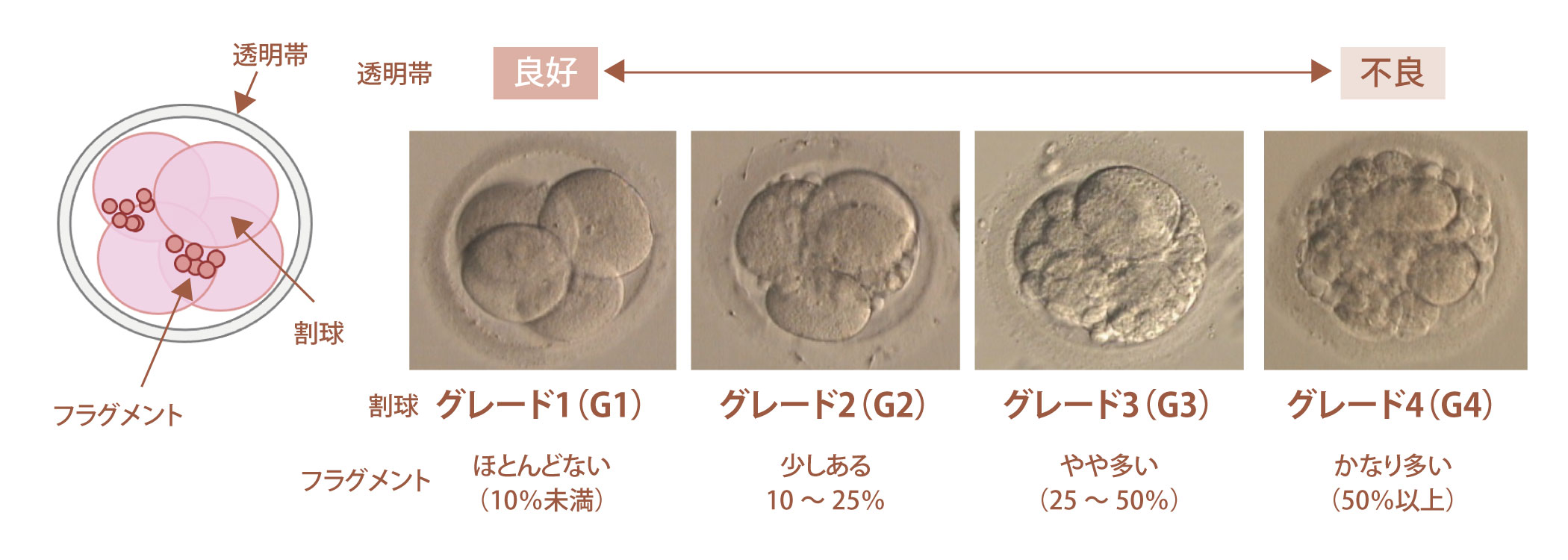 図：分割期胚の形態評価