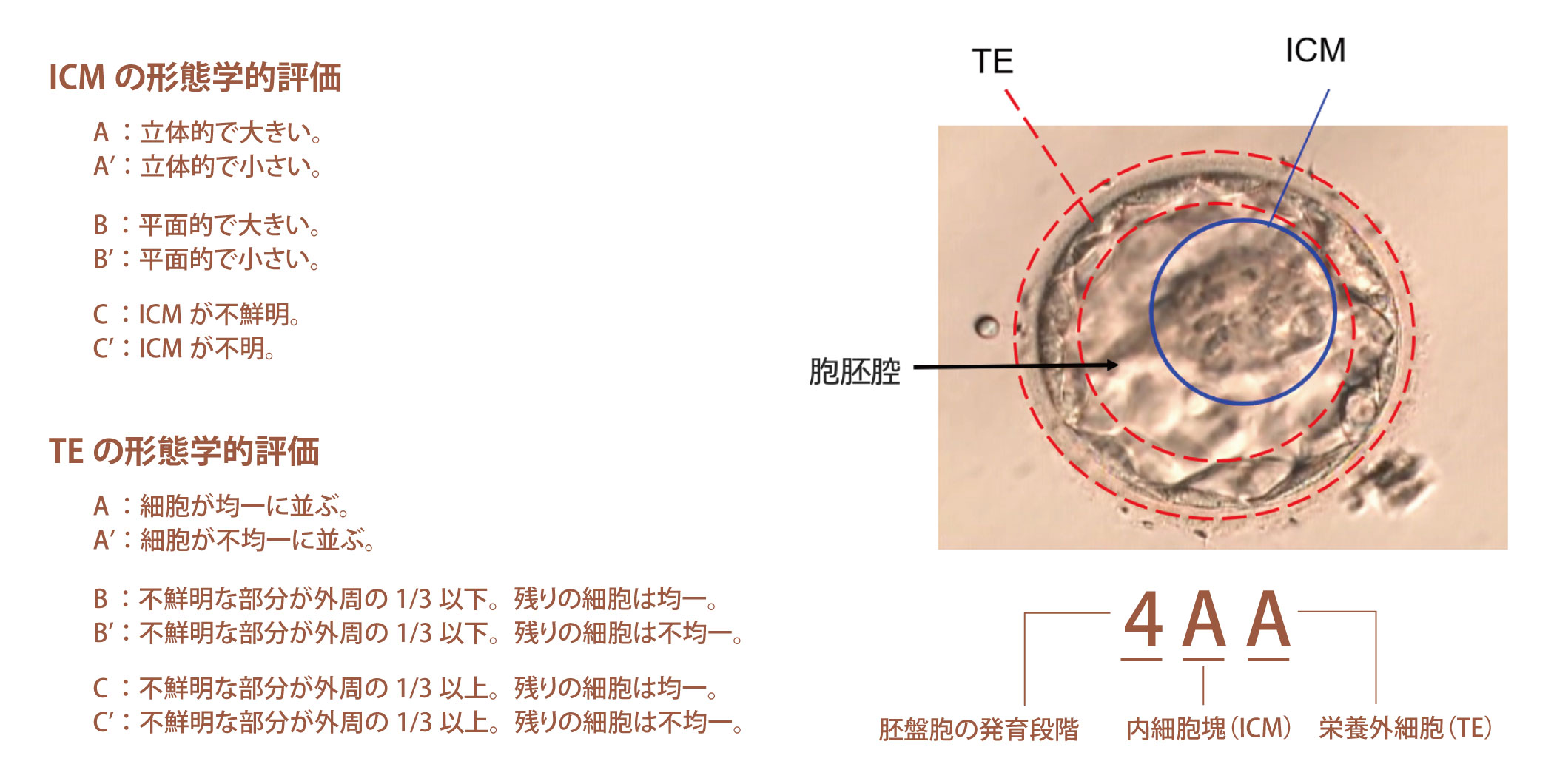 図：形態評価