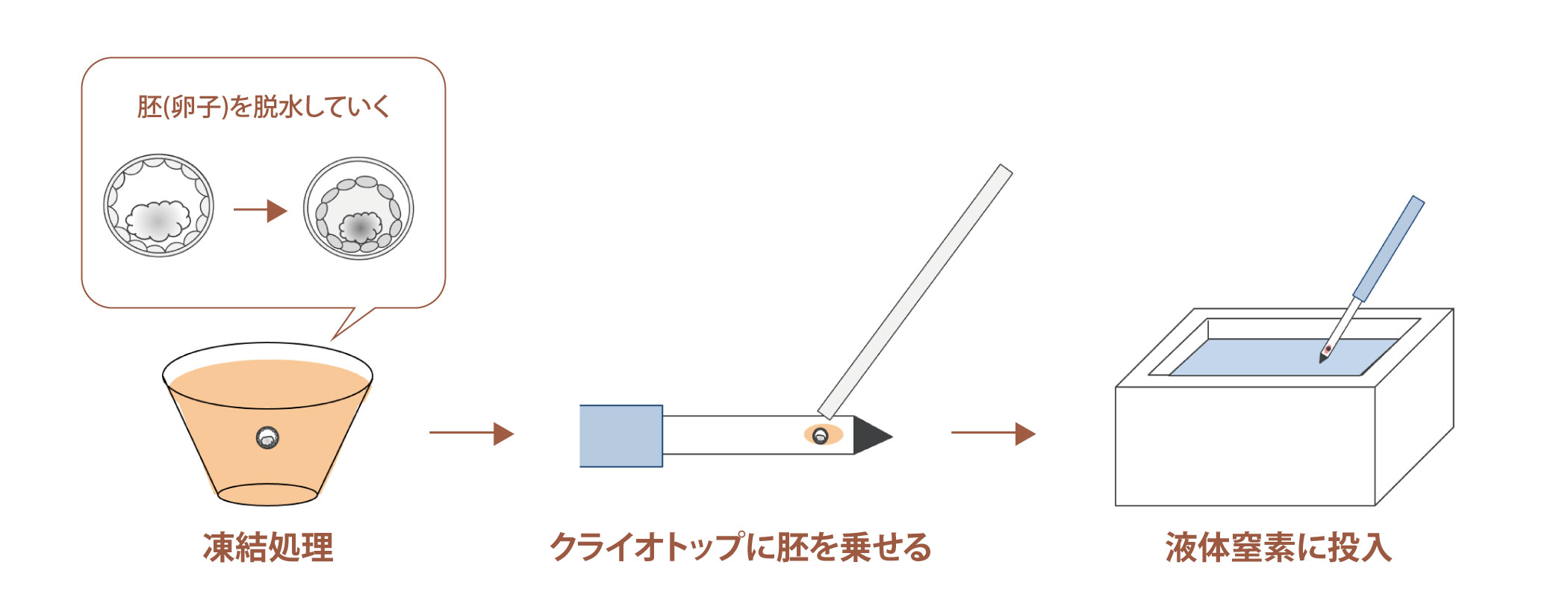 図：凍結（胚・卵子）