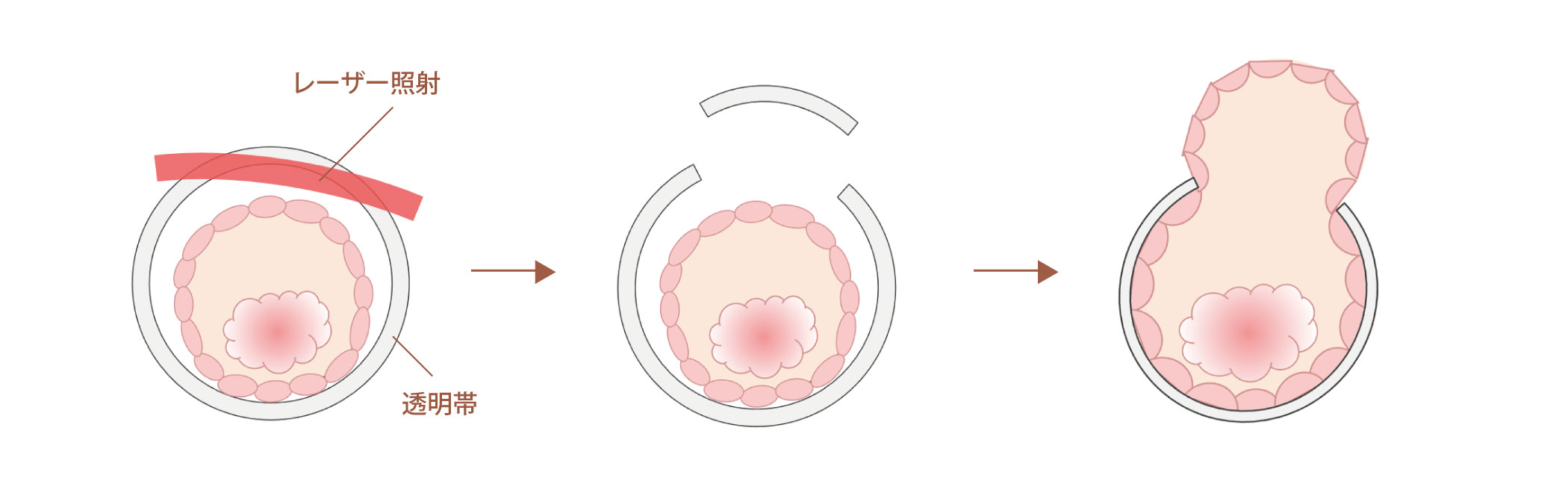 図：孵化補助