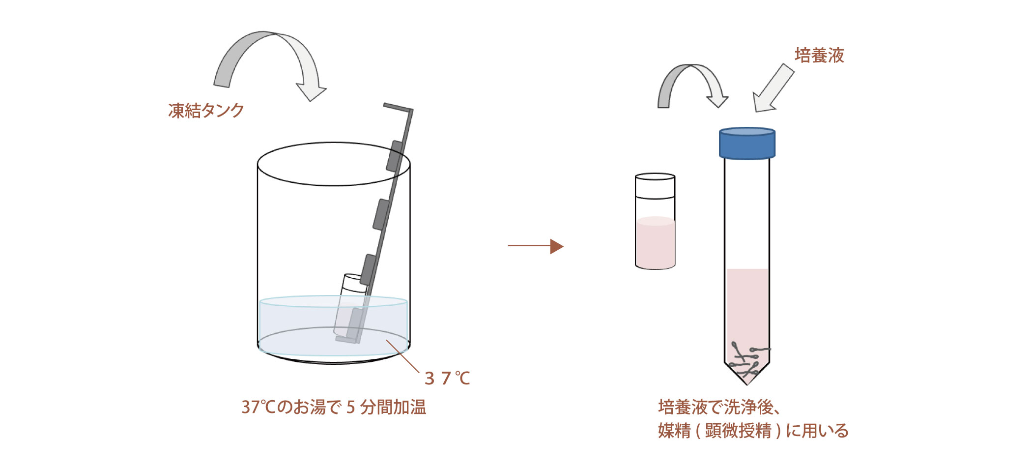 図：融解（精子）