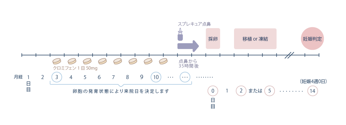 低刺激法（マイルド法）・クロミフェンの流れ