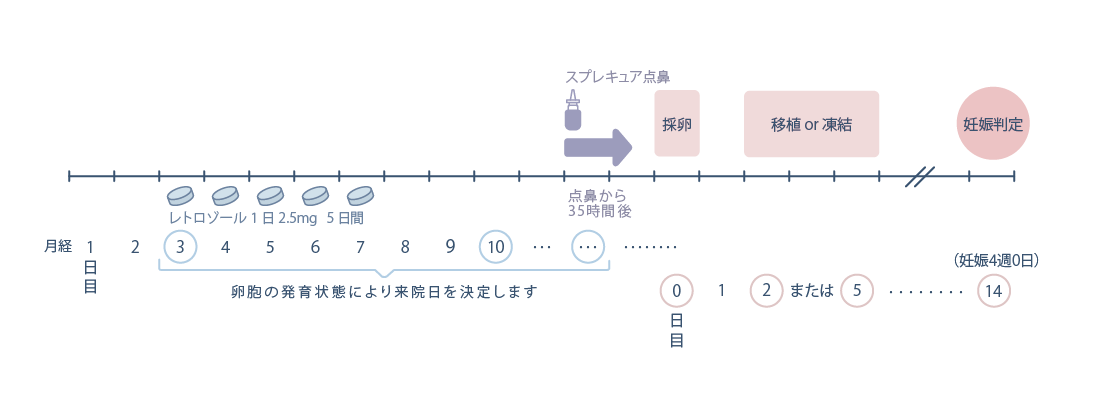 低刺激法（マイルド法）・レトロゾールの流れ