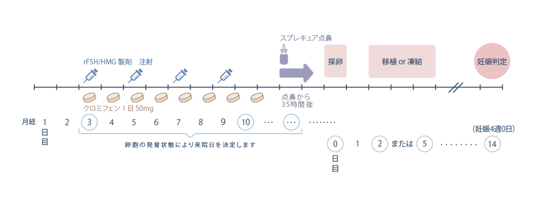 低刺激法（マイルド法）・クロミフェン（＋rFSH/HMG）の流れ