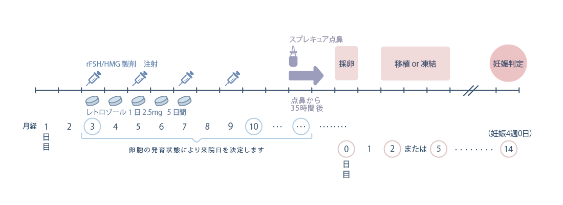 低刺激法（マイルド法）・レトロゾール（＋rFSH/HMG）の流れ